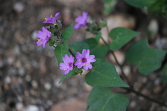 Mirabilis violacea