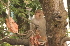 Macaca mulatta