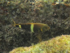 Chrysiptera leucopoma