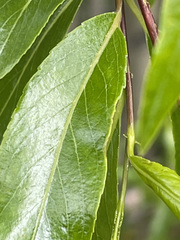 Salix arbusculoides