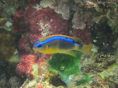 Chrysiptera leucopoma