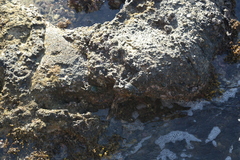 Grapsus tenuicrustatus