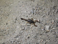 Bothriurus cordubensis