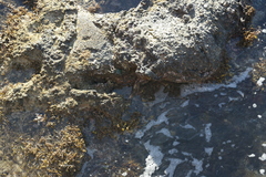 Grapsus tenuicrustatus