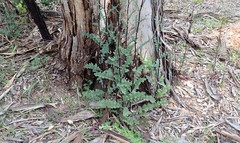 Senecio picridioides