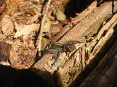 Schizocosa malitiosa