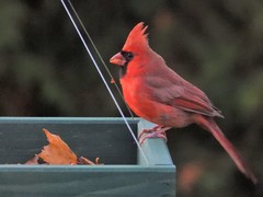 Cardinalis cardinalis