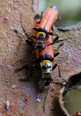 Chauliognathus atricornis