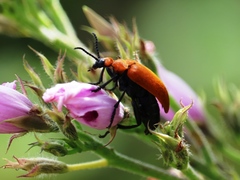 Tetraonyx frontalis