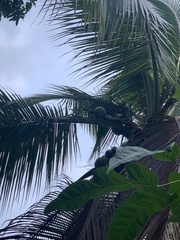 Cocos nucifera