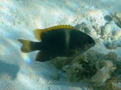 Chrysiptera biocellata