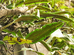 Serpocaulon levigatum