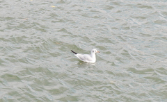 Chroicocephalus ridibundus