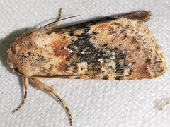 Polymixis argillaceago