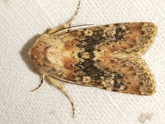 Polymixis argillaceago
