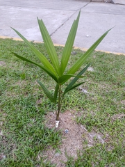 Arecaceae