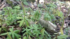 Peperomia leptophylla