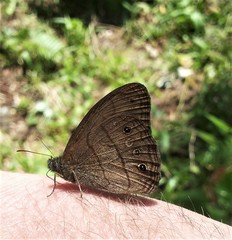 Malaveria mimas