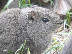 Galea leucoblephara