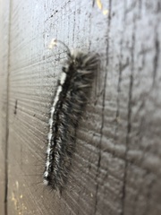 Gloveria arizonensis