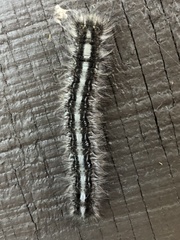 Gloveria arizonensis