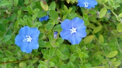 Evolvulus glomeratus