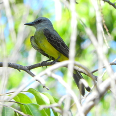 Tyrannus melancholicus