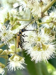 Chauliognathus flavipennis