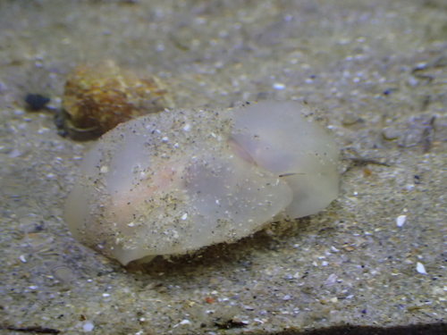 Lobe Shell, 34110 Frontignan, France, photo 8 of 10
