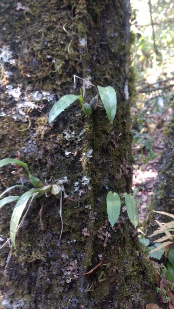 Rhynchostele cervantesii