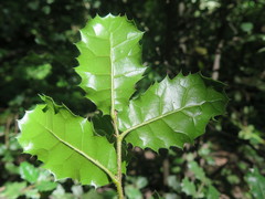 Quercus spinosa