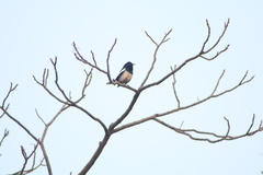 Copsychus saularis