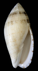 Pterygia nucea
