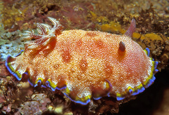 Goniobranchus albopunctatus