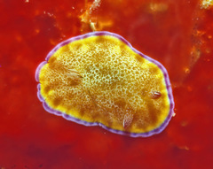 Goniobranchus albopunctatus