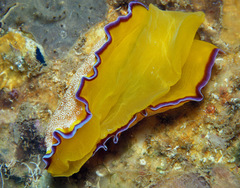 Goniobranchus albopunctatus