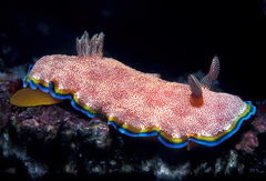 Goniobranchus albopunctatus