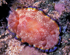 Goniobranchus albopunctatus