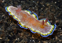 Goniobranchus albopunctatus