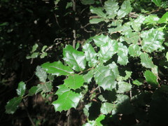 Quercus spinosa