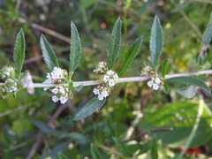 Lippia turbinata