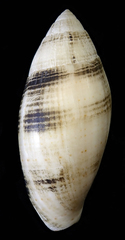 Pterygia nucea