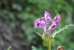 Pedicularis cyathophylla