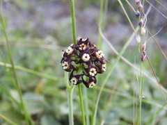 Oxypetalum arnottianum