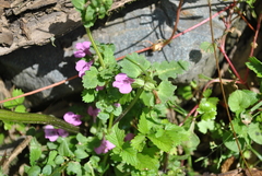 Pedicularis triangularidens