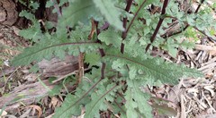 Senecio picridioides