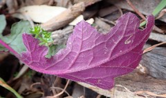 Senecio picridioides