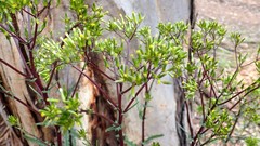 Senecio picridioides