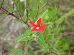 Oxypetalum coccineum