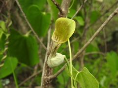 Aristolochia argentina